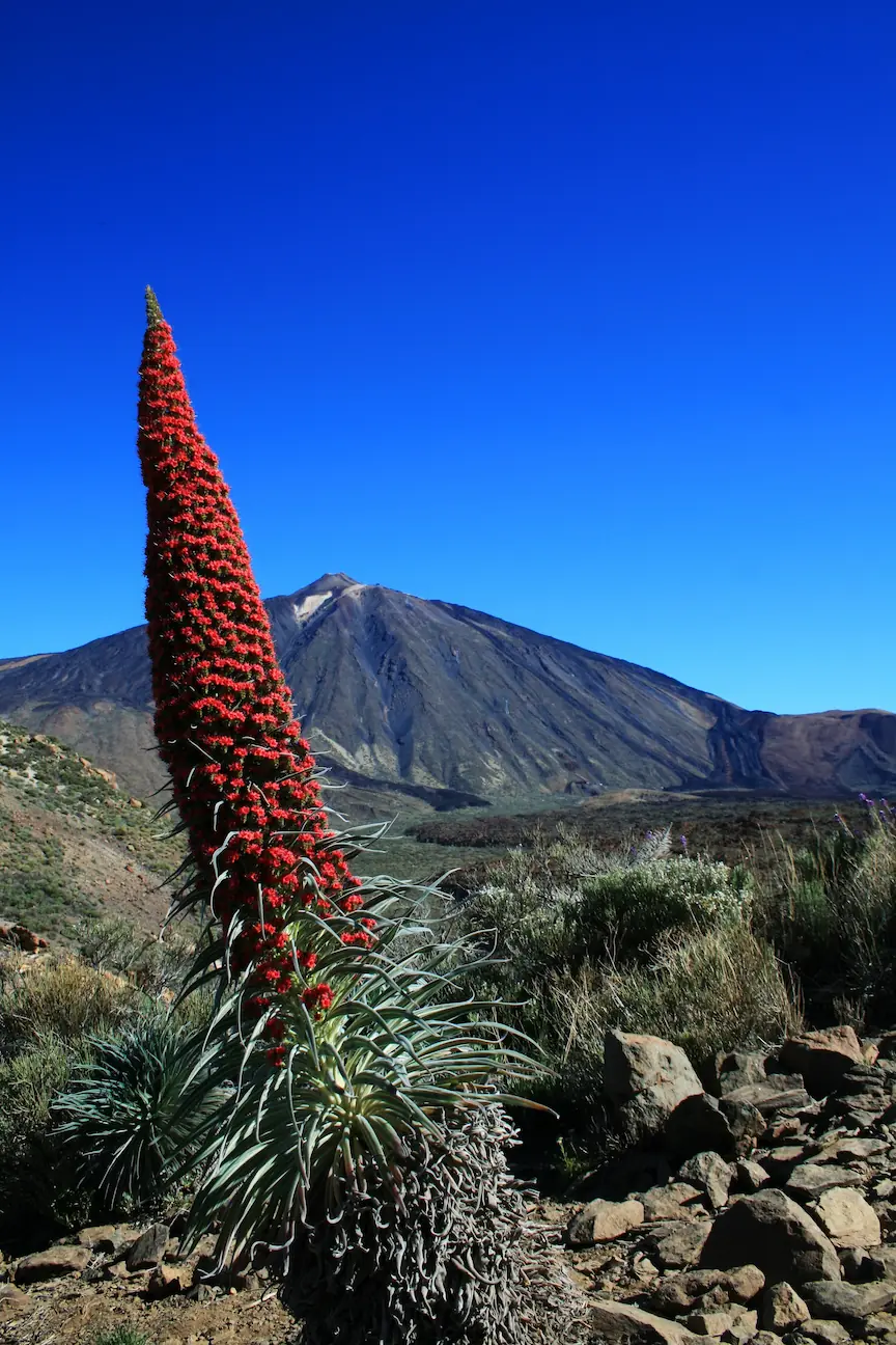 Il Gigante Teide e il Gioiello Botanico delle Canarie